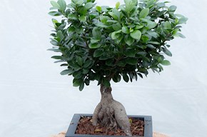 Bonsai Ginseng